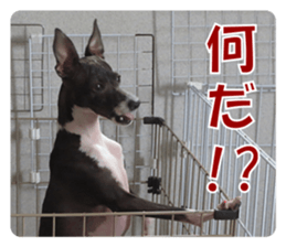 Sub Sign Dog Fia 2 sticker #14883586