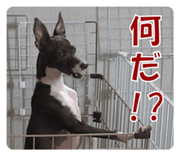 Sub Sign Dog Fia 2 sticker #14883586