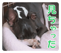 Sub Sign Dog Fia 2 sticker #14883587