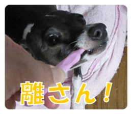 Sub Sign Dog Fia 2 sticker #14883588