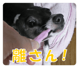 Sub Sign Dog Fia 2 sticker #14883588