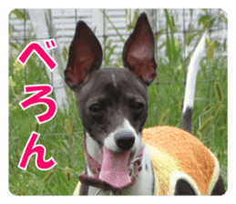 Sub Sign Dog Fia 2 sticker #14883590