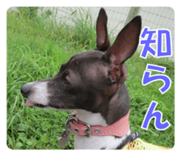 Sub Sign Dog Fia 2 sticker #14883591