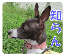 Sub Sign Dog Fia 2 sticker #14883591