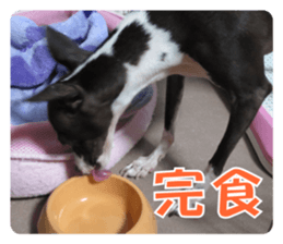 Sub Sign Dog Fia 2 sticker #14883592