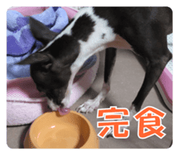 Sub Sign Dog Fia 2 sticker #14883592