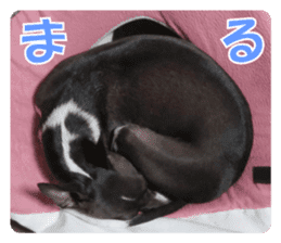 Sub Sign Dog Fia 2 sticker #14883593