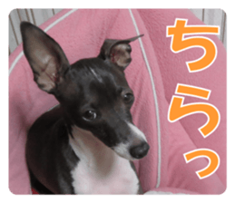 Sub Sign Dog Fia 2 sticker #14883594