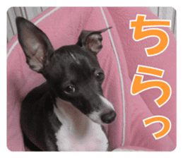 Sub Sign Dog Fia 2 sticker #14883594