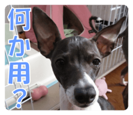 Sub Sign Dog Fia 2 sticker #14883595