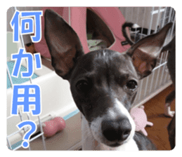 Sub Sign Dog Fia 2 sticker #14883595