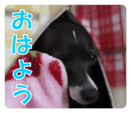 Sub Sign Dog Fia 2 sticker #14883596