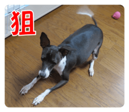 Sub Sign Dog Fia 2 sticker #14883597