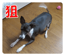 Sub Sign Dog Fia 2 sticker #14883597