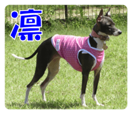 Sub Sign Dog Fia 2 sticker #14883599