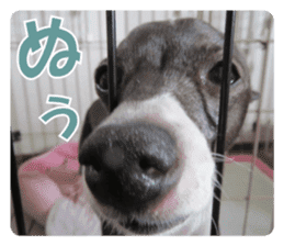 Sub Sign Dog Fia 2 sticker #14883600