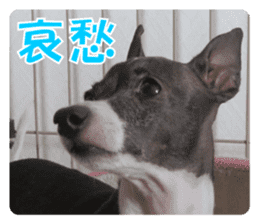 Sub Sign Dog Fia 2 sticker #14883601