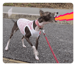 Sub Sign Dog Fia 2 sticker #14883602