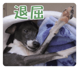 Sub Sign Dog Fia 2 sticker #14883603