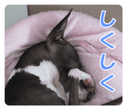 Sub Sign Dog Fia 2 sticker #14883604