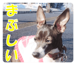 Sub Sign Dog Fia 2 sticker #14883605