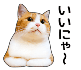 Happy orange and white tabby cats sticker #14883607