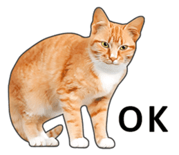 Happy orange and white tabby cats sticker #14883608