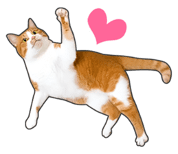 Happy orange and white tabby cats sticker #14883610