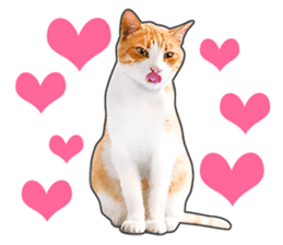 Happy orange and white tabby cats sticker #14883611