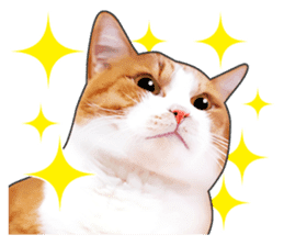 Happy orange and white tabby cats sticker #14883612