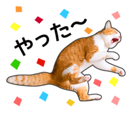 Happy orange and white tabby cats sticker #14883614