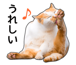 Happy orange and white tabby cats sticker #14883615