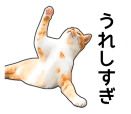 Happy orange and white tabby cats sticker #14883616
