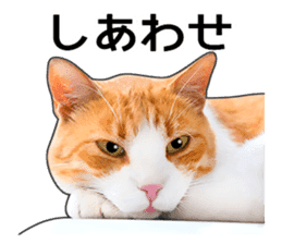 Happy orange and white tabby cats sticker #14883617