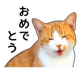 Happy orange and white tabby cats sticker #14883618