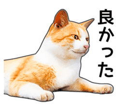 Happy orange and white tabby cats sticker #14883619