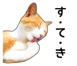 Happy orange and white tabby cats sticker #14883620