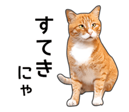 Happy orange and white tabby cats sticker #14883621