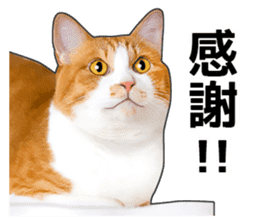 Happy orange and white tabby cats sticker #14883622