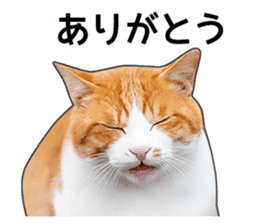 Happy orange and white tabby cats sticker #14883623