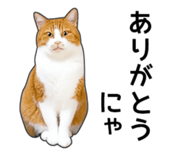 Happy orange and white tabby cats sticker #14883624