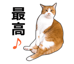 Happy orange and white tabby cats sticker #14883625