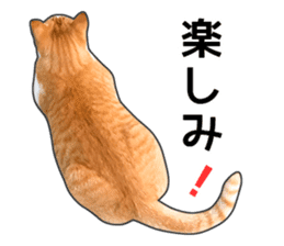 Happy orange and white tabby cats sticker #14883626