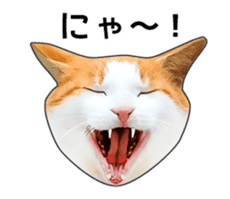 Happy orange and white tabby cats sticker #14883627
