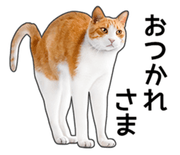 Happy orange and white tabby cats sticker #14883628