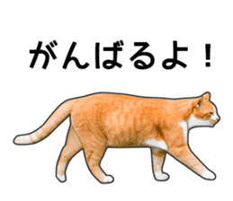 Happy orange and white tabby cats sticker #14883629
