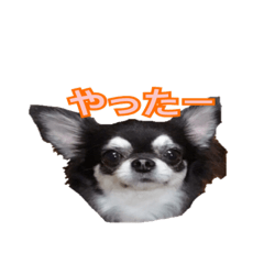 Sticker of a chihuahua