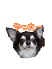 Sticker of a chihuahua sticker #14886518