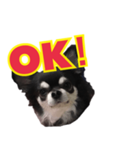 Sticker of a chihuahua sticker #14886519