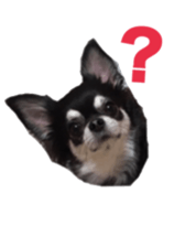 Sticker of a chihuahua sticker #14886520